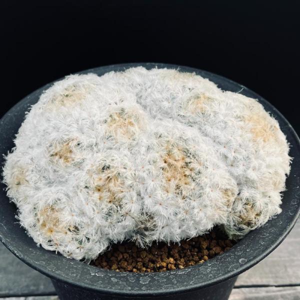 パンチパーマ　実生　サボテン Mammillaria plumosa 