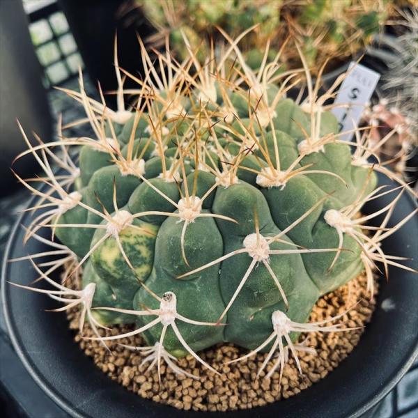 ギムノカリキウム　サグリオニス　&　ゼガラエ　FNつき　25種類セット ギムノカリキウム サグリオニス & ゼガラエ FNつき 25種類セット