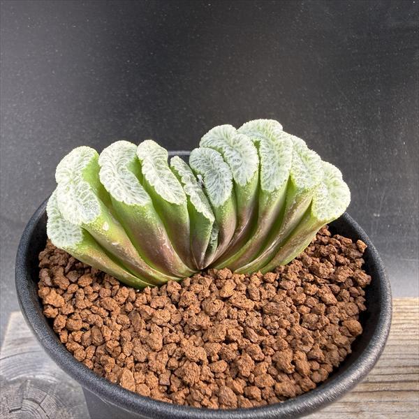 多肉植物：ハオルチア 玉扇 白玉×玉扇 ニシA-V*幅7cm : 遊恵盆栽