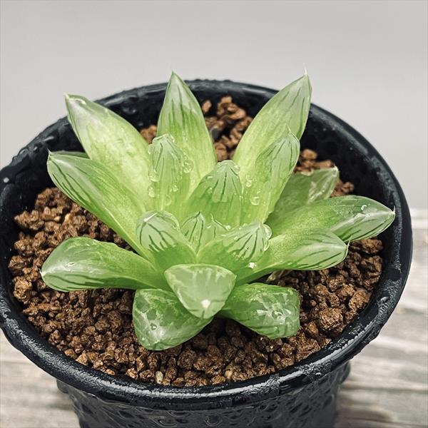 多肉植物　ハオルチア　オブツーサ 楽天市場】多肉植物：ハオルチア オブツーサhyb.*幅13cm 現品