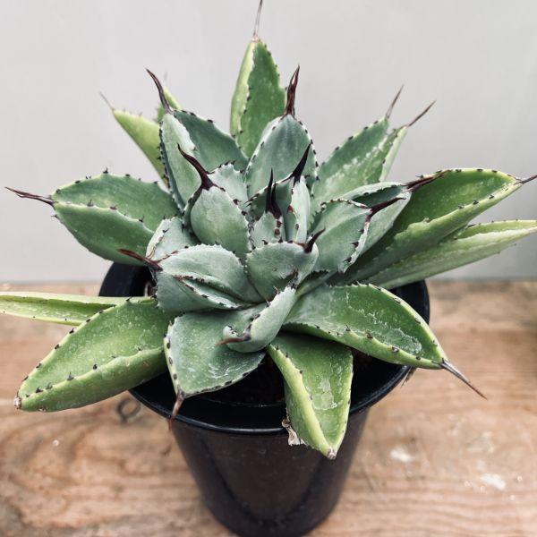 60株 多肉植物 アガベ　ポタトラム　キュービック 60株多肉植物 アガベ ポタトラム キュービック アガベ ポタトラム