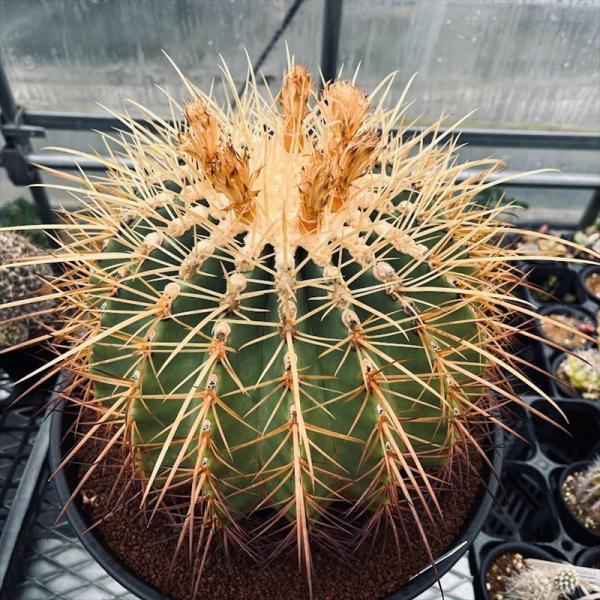 【現品】サボテン・フェロベルギアと金鯱のハイブリッド　6号　Ⅰ y-bonsai_s11861v