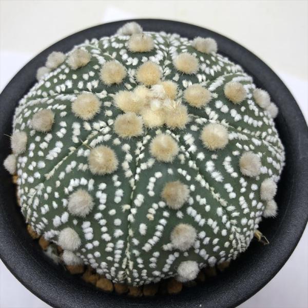 期間限定特別価格 サボテン アストロフィツム 瑠璃兜丸錦 幅7ｃｍ 現品 一品限り 盆栽 Www Comisariatolosandes Com