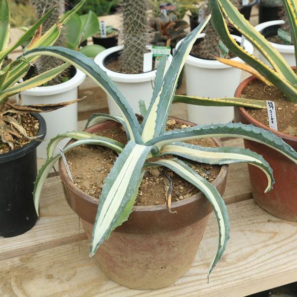 多肉植物：アガベ 那智の滝*41cm 現品 一品限り : 遊恵盆栽 Yahoo!店