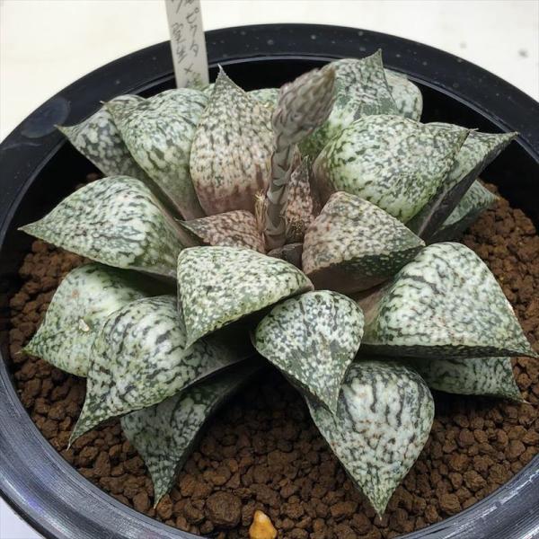 多肉植物：ハオルチア ピクタ*幅10cm 現品！一品限り : 遊恵盆栽