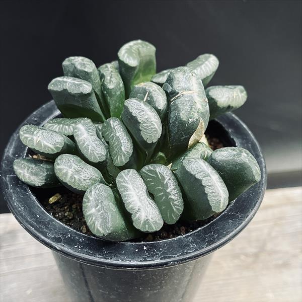 ☆特価☆多肉植物：ハオルチア 玉扇*幅13cm 現品！一品限り : 遊恵