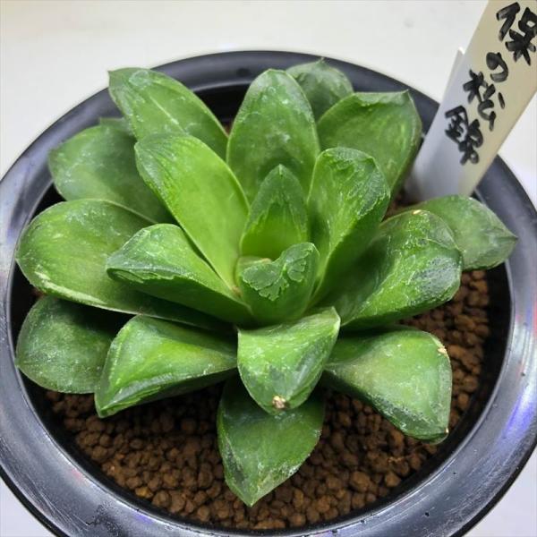 観葉植物 ハオルチア 錦の人気商品 通販 価格比較 価格 Com
