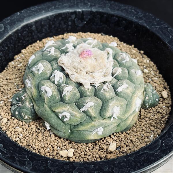 サボテン：ロフォフォラ 銀冠玉*幅10.5cm 現品！一品限り ※肌