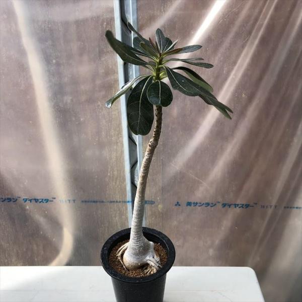 アデニウム 農業資材 ガーデニング用品の人気商品 通販 価格比較 価格 Com