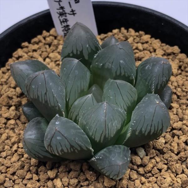 ハオルチアセット　12株　大特価 ハオルチア：特丸紫レンズオブツーサ×ドドソン紫オブツーサ 2.5