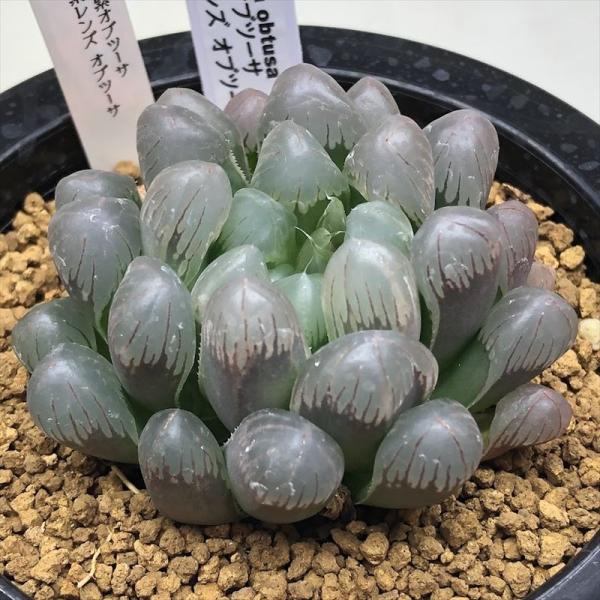 多肉植物：ハオルチア ドドソン紫オブツーサ×特丸紫レンズ