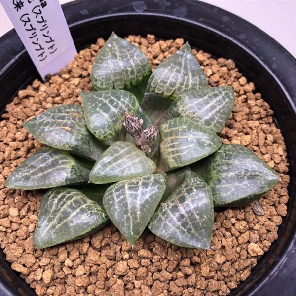 多肉植物：ハオルチア スプリンプト*13cm 現品 一品限り