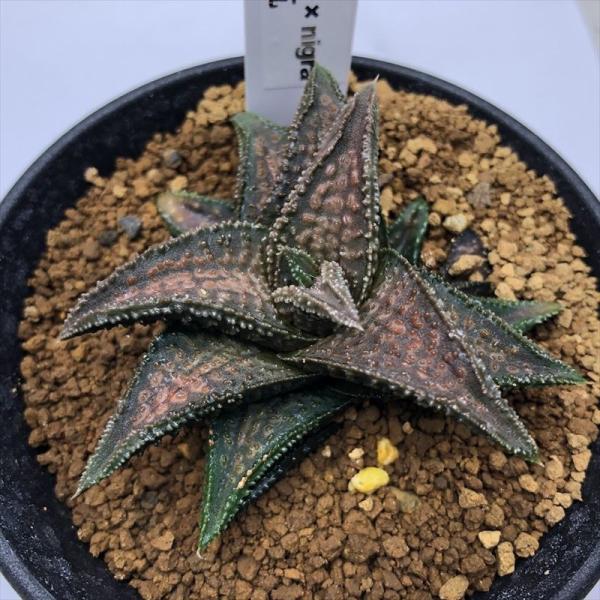 多肉植物：ハオルチア 鬼瓦*幅6cm 現品！一品限り : 遊恵盆栽 Yahoo