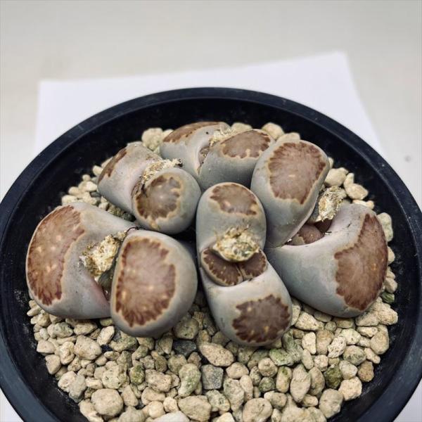 専用❤️速達付き同梱-200円多肉植物　リトープス　朝貢玉 鉢のまま 多肉植物 リトープス 朝貢玉 LITHOPS verruculosa 種10粒 メセン