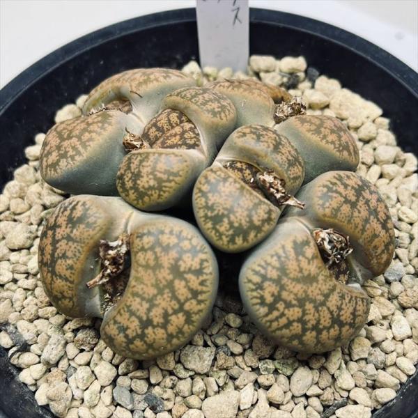 多肉植物：リトープス 紫勲 群生*幅8.5cm 現品！一品限り