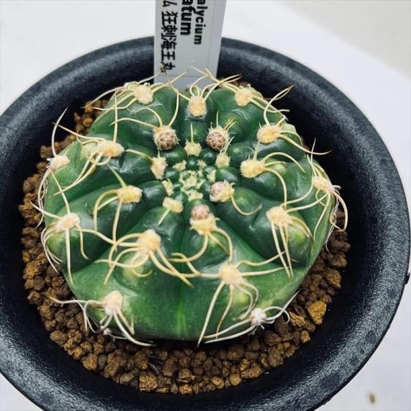 サボテン：ギムノカリキウム 狂刺海王丸*幅6cm 現品！一品限り : 遊恵