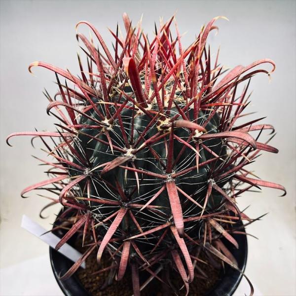 サボテン：フェロカクタス 神仙玉*幅11cm 現品！一品限り
