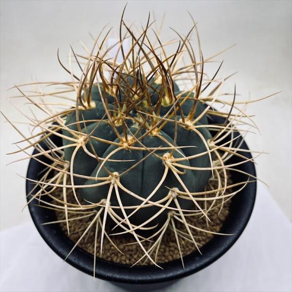 サボテン　光琳玉　30個程度　ギムノカリキウム 51mtfMM4RPL._AC_UL210_SR210,