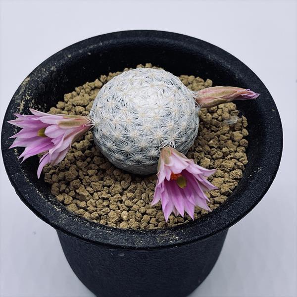 サボテン　マミラリアクルシゲラ 国内　実生 塊根植物 サボテン マミラリアクルシゲラ 国内 実生 塊根植物