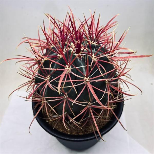 サボテン フェロカクタス 神仙玉1 61HIqP5S9+L._UF1000,1000_QL80_.jpg