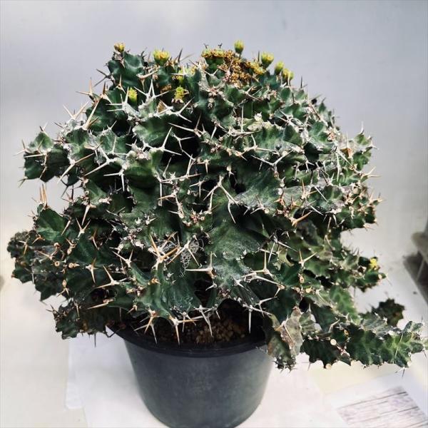 観葉植物 早い者勝ち ゼブラ ユーフォルビア ホリダ 群生