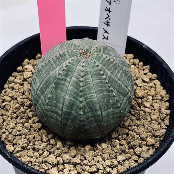 多肉植物：ユーフォルビア オベサ メス*幅4cm 現品！一品限り : 遊恵