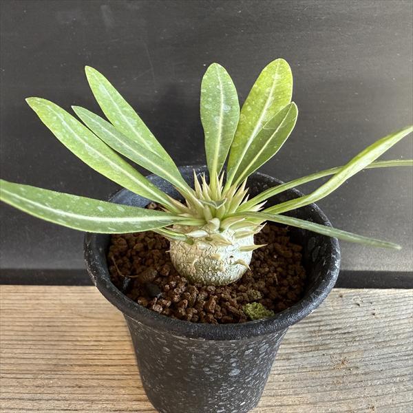 コーデックス：パキポディウム エブレネウム 実生*L 塊根幅2.5cm