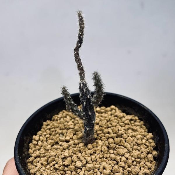 現品】塊根系サボテン プテロカクタス・黒竜（こくりゅう） 7号 K8番