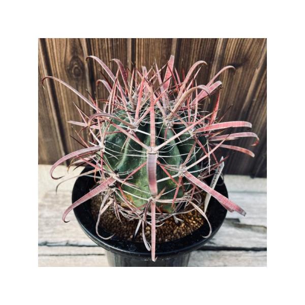 サボテン　フェロカクタス　神仙玉 サボテン：フェロカクタス 神仙玉×偉冠玉*幅9cm 現品！一品限り