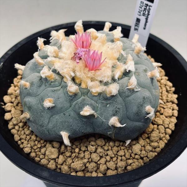 y-bonsai_s12092v