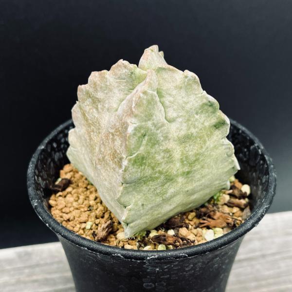 ガガイモ ホワイトスロアネア クラサ 種 10個 多肉植物：ホワイトスロ