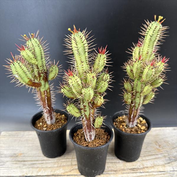 ☆特価☆多肉植物：ユーフォルビア 紅彩閣 3個セット*幅5cm : 遊恵