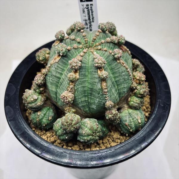 ユーフォルビア シンメトリカ 群生株 多肉植物 多肉植物：ユーフォルビア 子吹きシンメトリカ 群生*幅9cm 現品