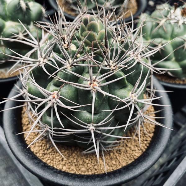 サボテン：ギムノカリキウム 紅蛇丸*幅11cm 現品！一品限り : 遊恵盆栽