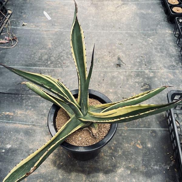 アガベ サルミアナフェロックス バターフィンガーズ ma様専用 アガベ