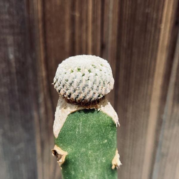 サボテン：ツルビニカルプス 精巧殿 ツギ*幅2.5cm 現品！一品限り