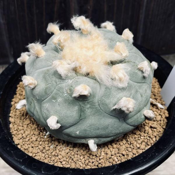BIG!!サボテンコレクション・ロフォフォラ属・翠冠玉(群生株)inわけけのお店 サボテン：ロフォフォラ ディフューサ T翁翠冠玉*全幅9cm 現品！一品
