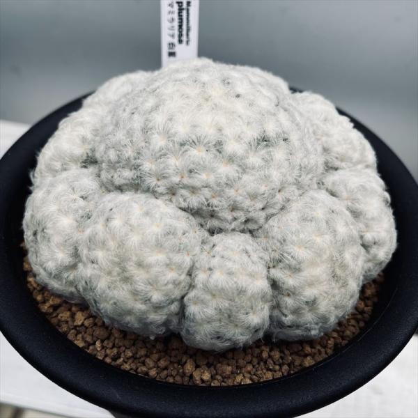 サボテン：マミラリア 白星*幅13cm 現品 一品限り : 遊恵盆栽