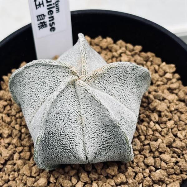 白玉と玉如意 白玉髄✨如意蓮花天珠 天然石 F* 通販 11959339｜Creema(クリーマ)