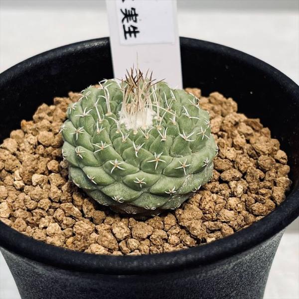 サボテン：ストロンボカクタス 大疣菊水 実生*幅3.5cm 現品！一品限り