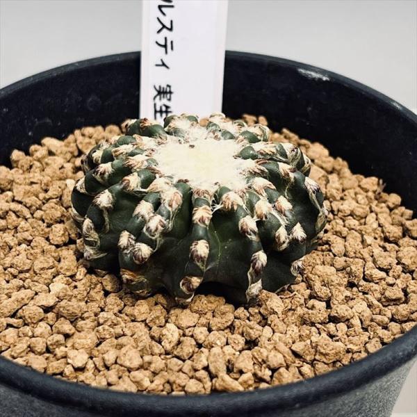サボテン：ディスコカクタス ホルスティ 実生*幅4cm 現品！一品限り