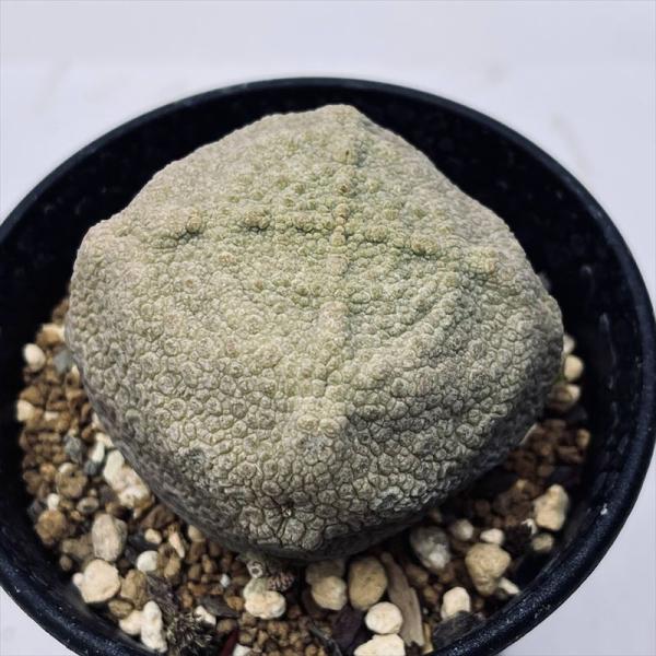 多肉植物：プセウドリトス クビフォルミス*幅6cm 現品！一品限り