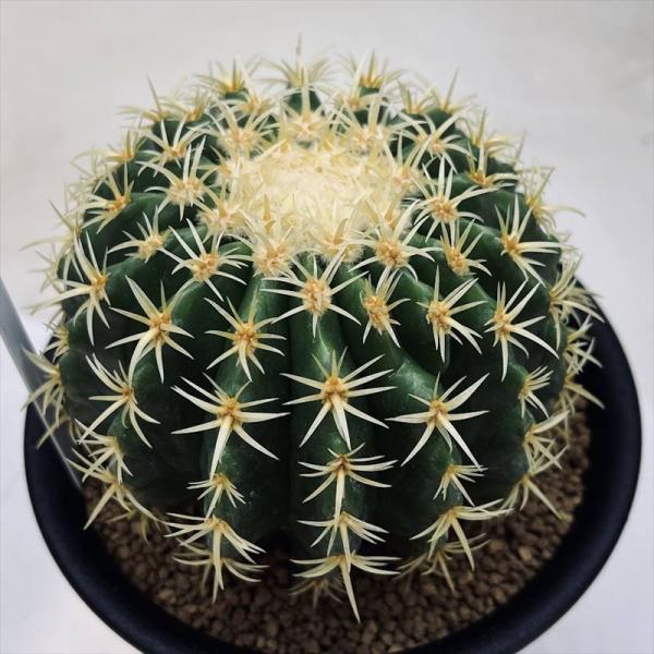 サボテン：エキノカクタス 鷲爪金鯱 実生*幅10cm 現品！一品限り