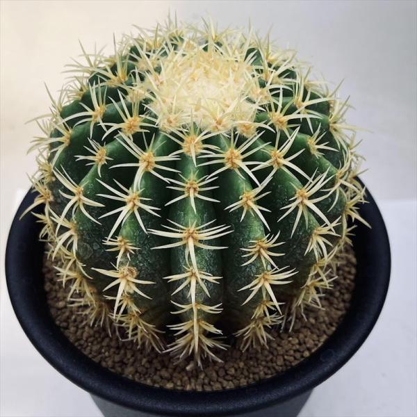 サボテン：エキノカクタス 鷲爪金鯱 実生*幅11cm 現品！一品限り