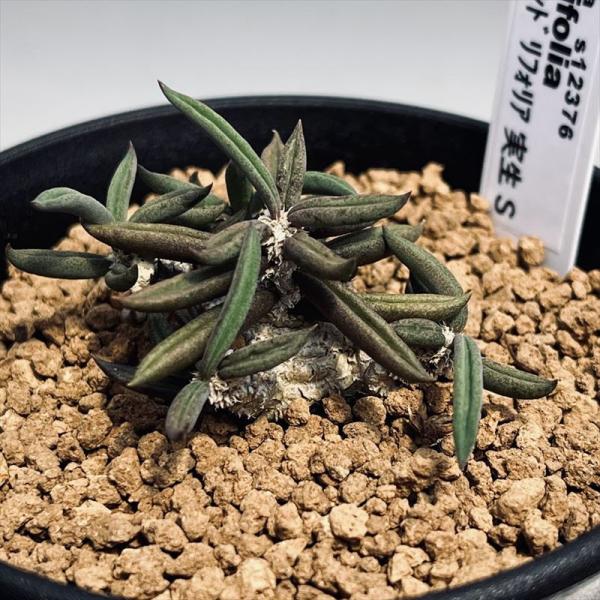多肉植物：ユーフォルビア キリンドリフォリア 実生*S 幅5cm : 遊恵
