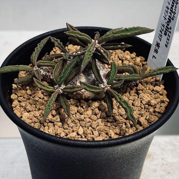 多肉植物:ユーフォルビア キリンドリフォリア 実生*L 幅8cm 多肉植物:ユーフォルビア キリンドリフォリア 実生*L 幅8cm