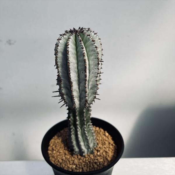 多肉植物：ユーフォルビア ホリダ*L 幅3.5cm : 遊恵盆栽 Yahoo!店