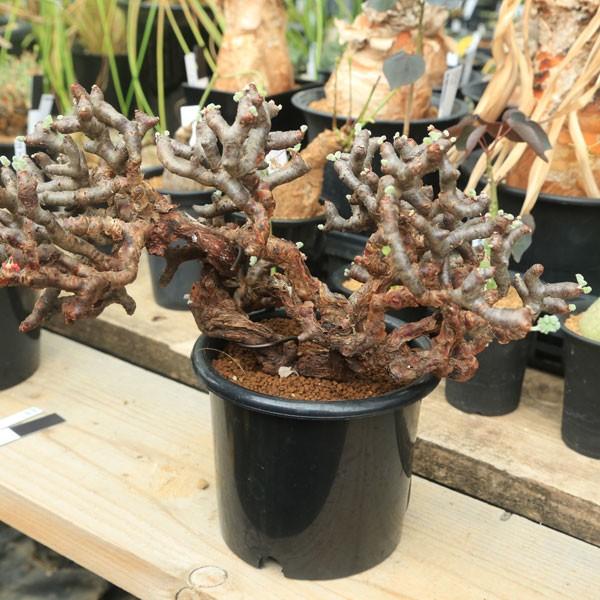 塊根植物：ペラルゴニウム ミラビレ*幅30cm 現品 一品限り