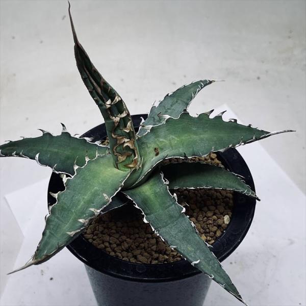 キシロナカンサ　大株　約80cm キシロナカンサ 大株 約80cm アガベ：キシロナカンサ（ブルー