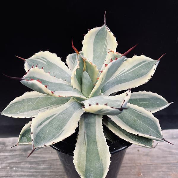 多肉植物:アガベ 吉祥冠錦 覆輪*M 幅16cm : 遊恵盆栽 Yahoo 多肉植物:アガベ 吉祥冠錦 覆輪*M 幅16cm : 遊恵盆栽 Yahoo